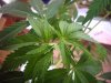 grow01_10weeks-09-15_4008.small.jpg