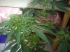 grow01_10weeks-09-15_4005.upload.jpg