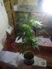 grow01_10weeks-09-15_4010.upload.jpg