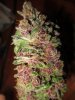 day57-bcs-harvest3.jpg