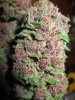 day57-bcs-harvest7.jpg