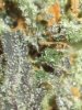 gdc-harvestbud3.jpg