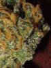 gdc-harvestbud4.jpg