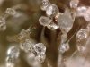 Road Kill Skunk IG420 Trichome Macro.jpg