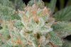 Romulan_Day70_Harvest_closeup.jpg