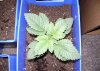 Rita McNeil,,,16 days from seed 11.jpg