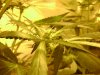 Big Bud- weeks old,,,No Stress 130.jpg