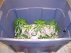 grow02_04days-10-21_4047.upload.jpg