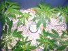 grow02_04days-10-21_4048.upload.jpg