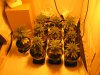 Grow Pics - Wk 3 001.jpg