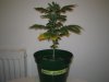 Grow Pics - Wk 3 002.jpg