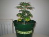 Grow Pics - Wk 3 004.jpg