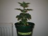 Grow Pics - Wk 3 006.jpg