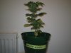 Grow Pics - Wk 3 007.jpg