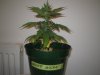 Grow Pics - Wk 3 009.jpg