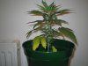 Grow Pics - Wk 3 010.jpg