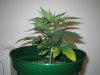 Grow Pics - Wk 3 012.jpg