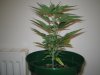 Grow Pics - Wk 3 013.jpg