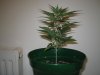 Grow Pics - Wk 3 014.jpg