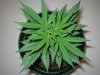 Grow Pics - Wk 3 015.jpg