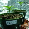 day10, bag seeds.jpg