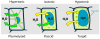 Turgor_pressure_on_plant_cells_diagram.svg.png