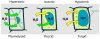 Turgor_pressure_on_plant_cells_diagram.svg.jpg