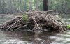 Beaver-Dam-429x272.jpg