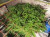 10th day of flowering 002.jpg