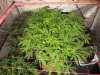 10th day of flowering 006.jpg