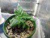 plant1day28.jpg