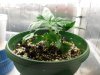 plant1day28(2).jpg