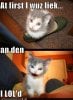 funny-pictures-kitten-shoe-loled.jpg