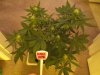 14 days flowering 011.jpg