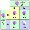 550px-Punnett_square_mendel_flowers_svg.png