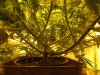 branching at 2 and half weeks waterfarms 001.jpg