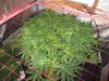 branching at 2 and half weeks waterfarms 003.jpg