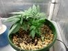 plant1day32.jpg