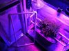 SCROG001.jpg