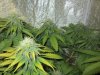 Strawberry Cough 6-5-2012 004.jpg