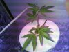 Plant 1 - Day 8.jpg