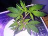 Plant 3 - Day 8.jpg