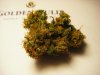 MD  bud + Fon 006.jpg