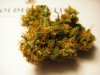 MD  bud + Fon 007.jpg