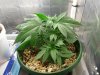 plant1day36.jpg