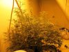 wEeD pIcS 012.jpg