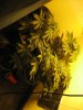 9-4_4th day of flowering.jpg