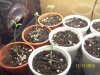 white chocolate seedlings 001.jpg