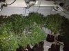 bud room -cocogrow.jpg