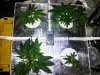 Top View - Tray-SCROG.jpg